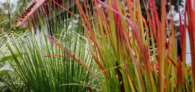 Gräser Bepflanzung Bunte Gräser in Nahaufnahme